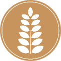 gluten